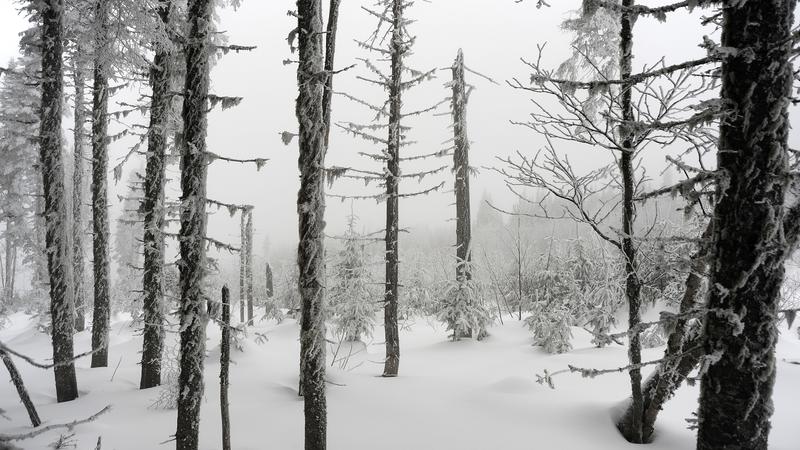 Parue dans : Nature hivernale