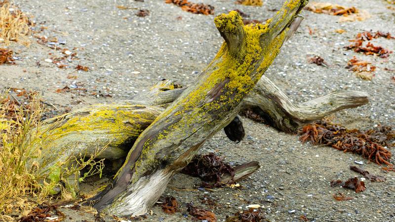 Parue dans : Parc national du Bic