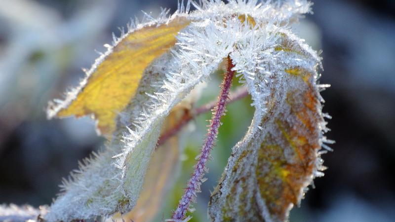 Parue dans : Gel d'automne