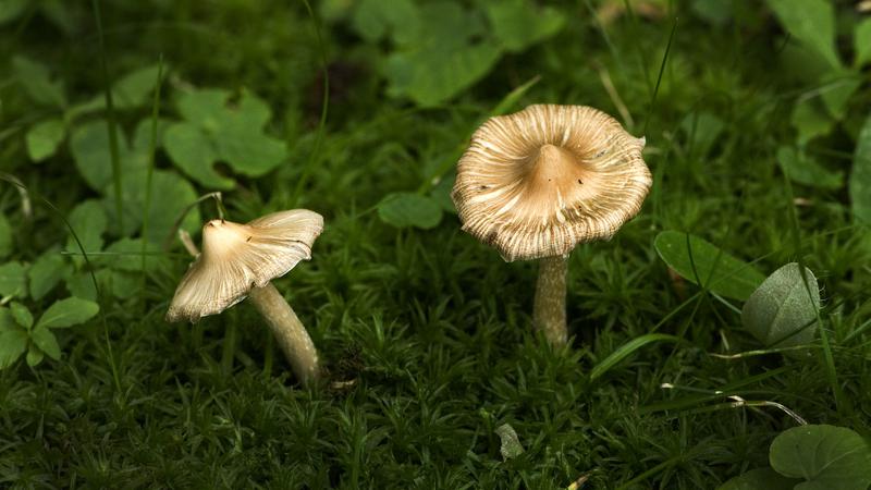 Parue dans : Champignons