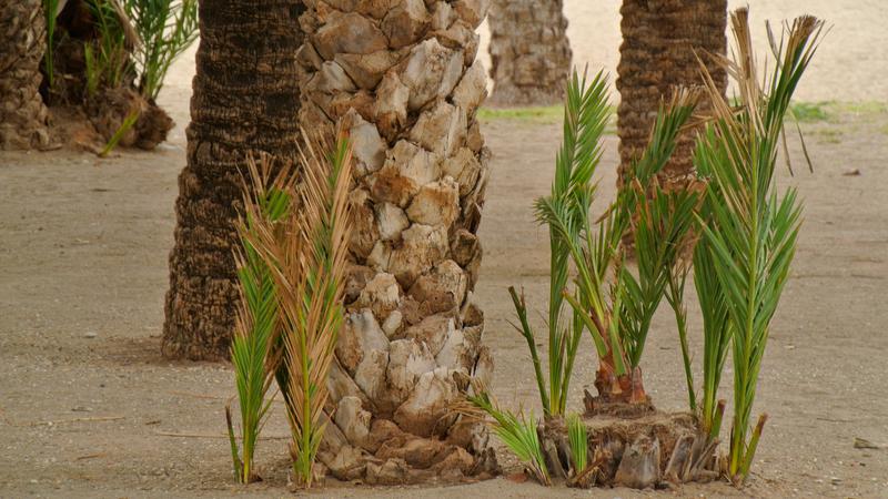 Parue dans : Un jardin fleuri