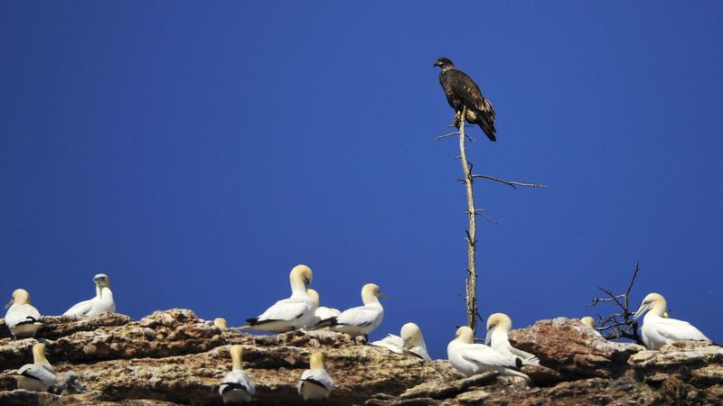 Parue dans : Le tour de l'île Bonaventure