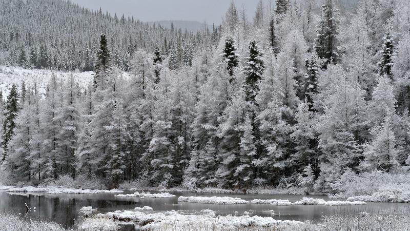Parue dans : Réserve faunique des Laurentides