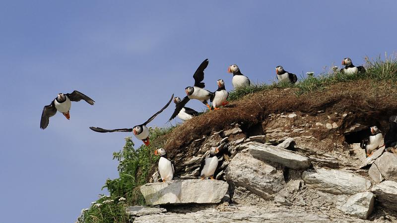 Parue dans : L'Île aux Perroquets
