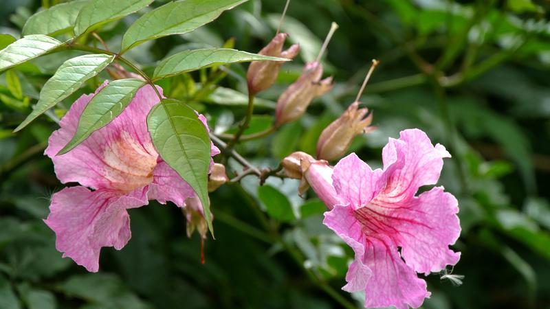 Parue dans : Un jardin fleuri