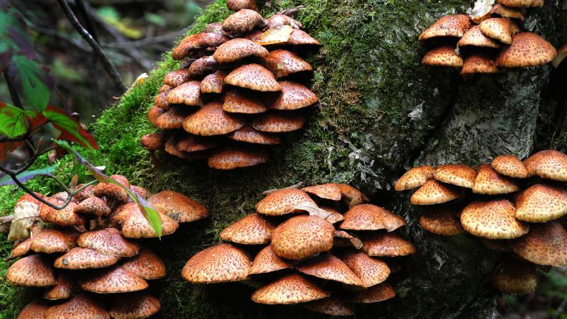 Parue dans : Champignons