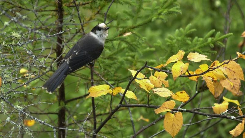 Parue dans : Parc national de la Mauricie