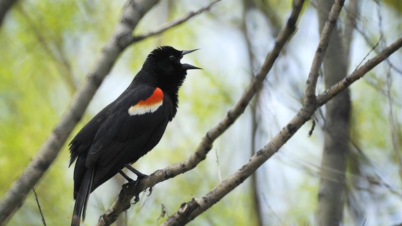 Parue dans : Oiseaux du Québec