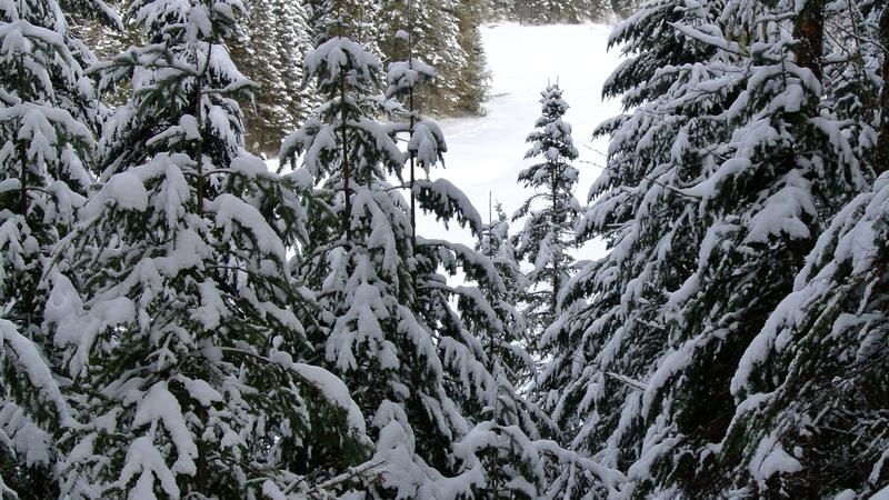 Parue dans : Parc national de la Jacques-Cartier