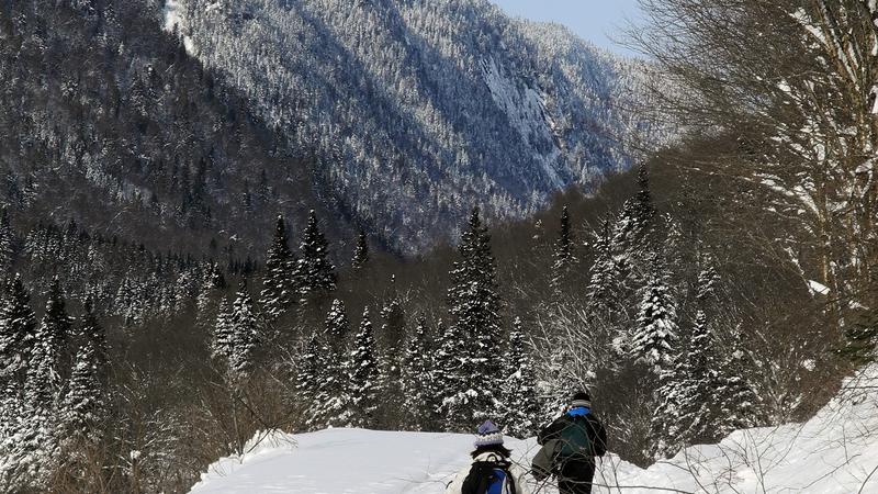 Parue dans : Parc national de la Jacques-Cartier