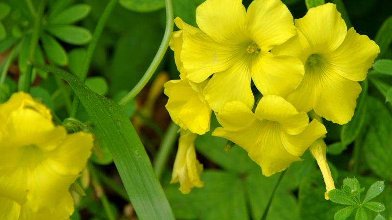 Parue dans : Un jardin fleuri