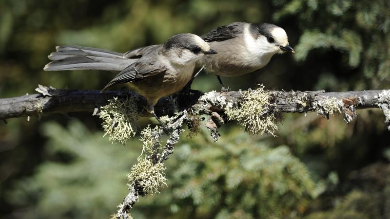 Parue dans : Oiseaux du Québec