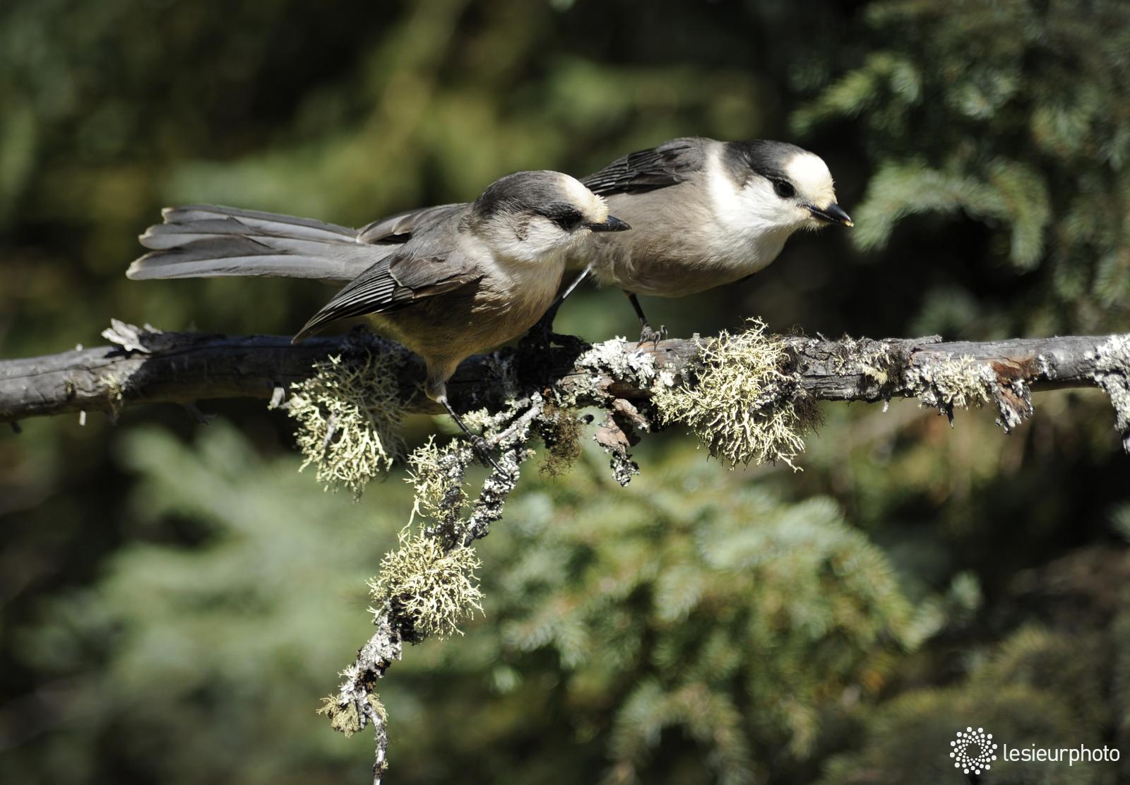 Parc National Des Grands-jardins - Secteur Thomas-fortin