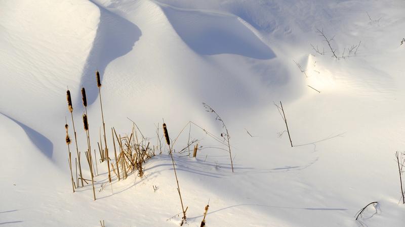 Parue dans : Nature hivernale