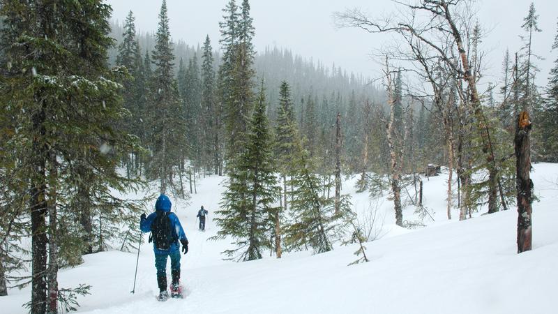 Parue dans : Monts Uapishka (Groulx)