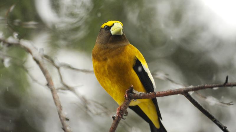 Parue dans : Oiseaux du Québec