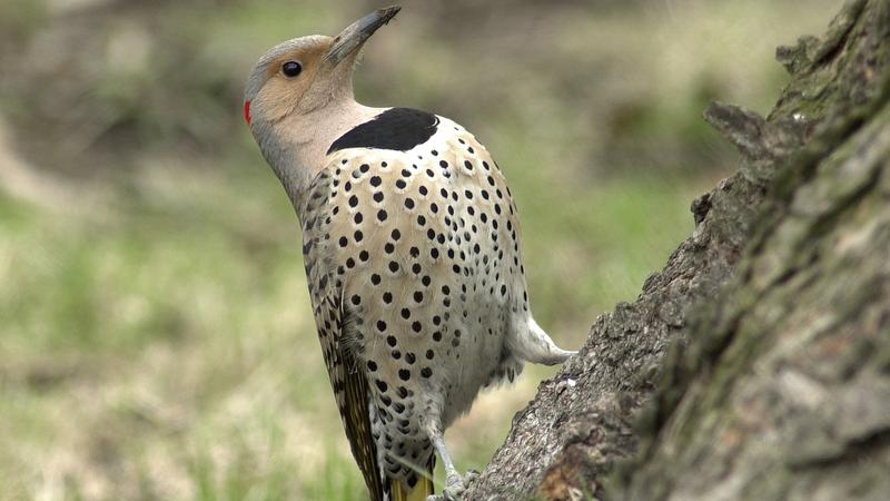 Parue dans : Oiseaux du Québec