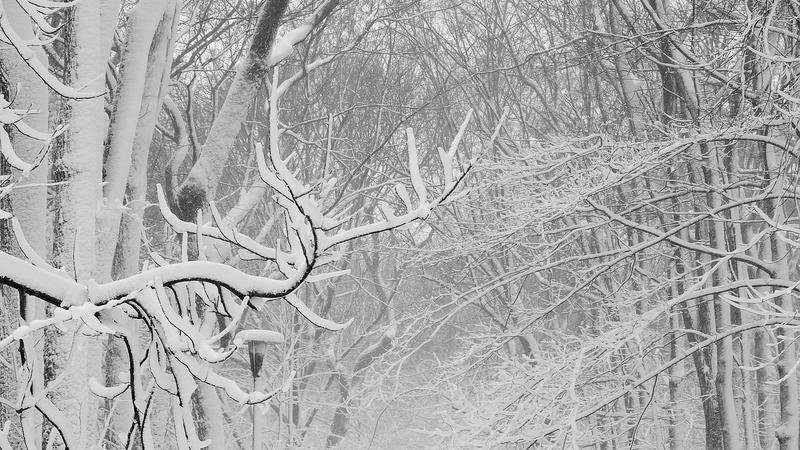 Parue dans : Bois-de-Coulonge