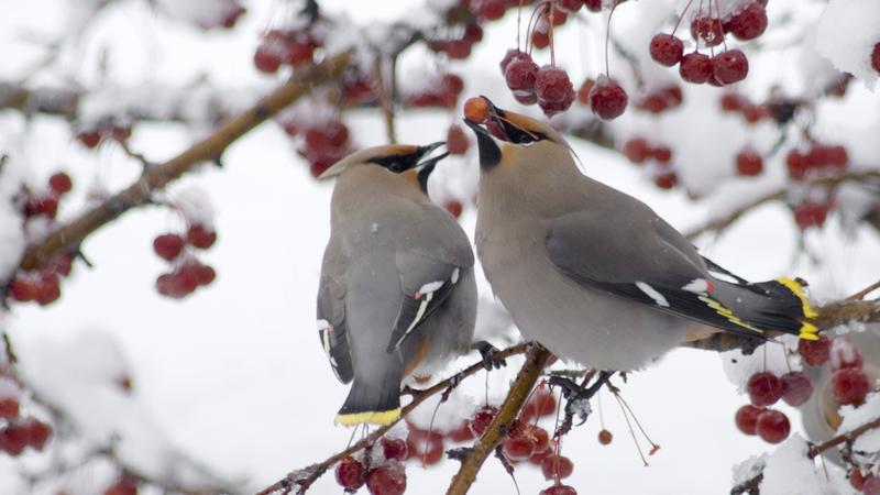 Parue dans : Oiseaux du Québec