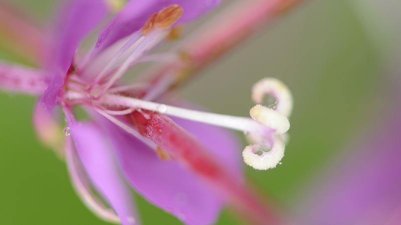 Parue dans : Macrophotographie