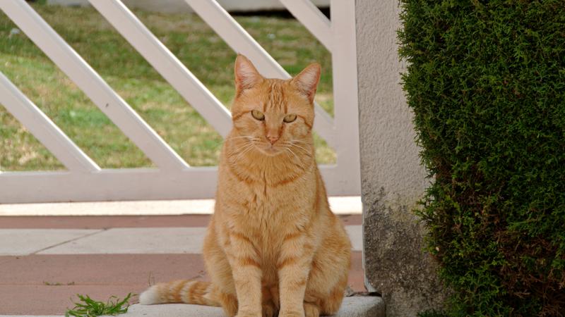 Parue dans : Promenade La Carihuela