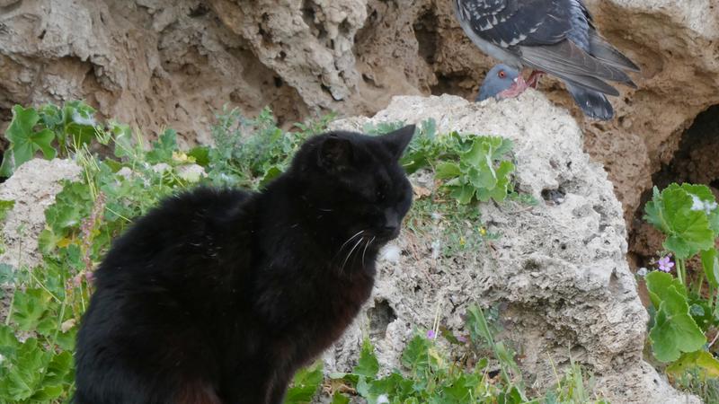 Parue dans : Montemar-La Carihuela