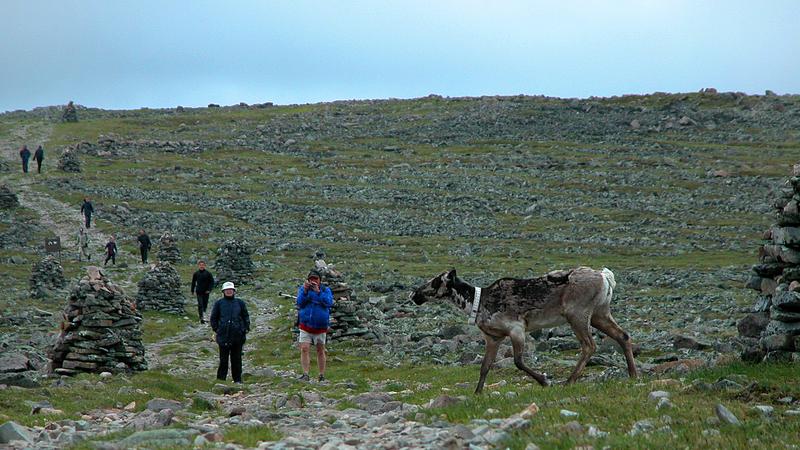 Parue dans : Randonnée du mont Jacques-Cartier au mont Albert