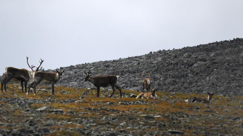 Parue dans : Mont Jacques-Cartier