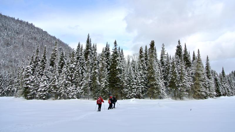 Parue dans : Parc national de la Jacques-Cartier