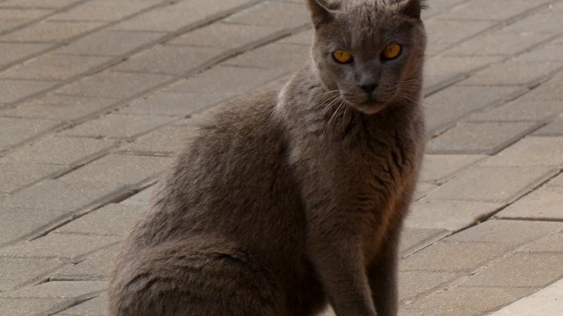 Parue dans : El Morro