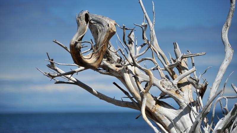 Parue dans : L'Île-aux-Lièvres