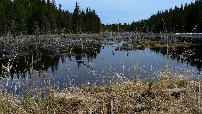 Parue dans : Parc national de la Jacques-Cartier