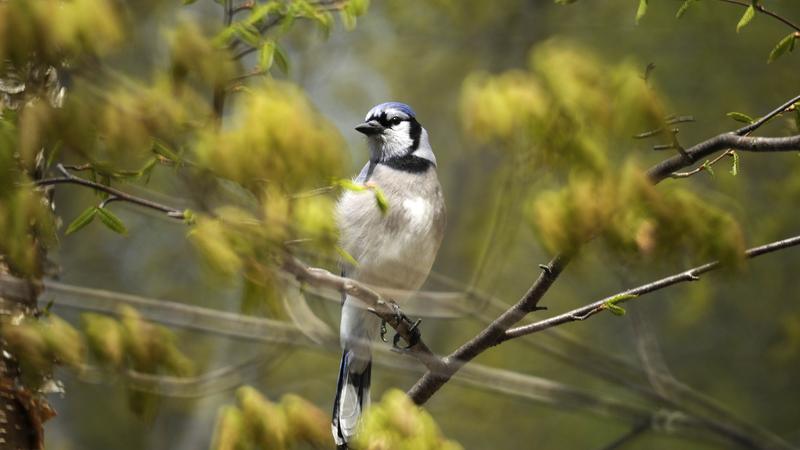 Parue dans : Oiseaux du Québec