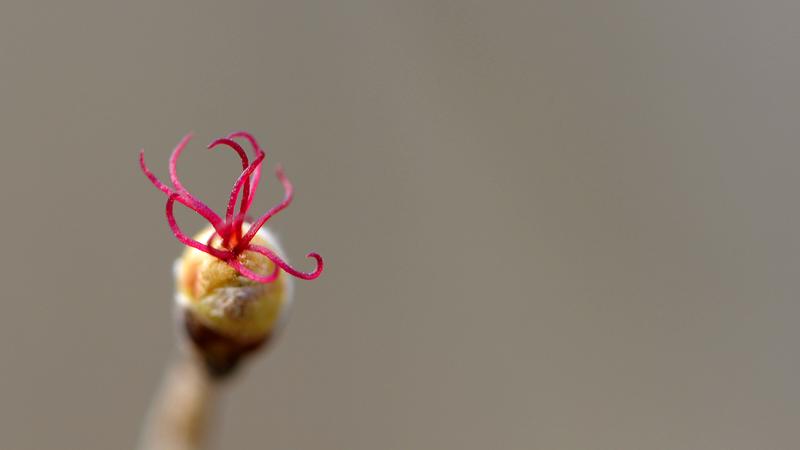 Parue dans : Macrophotographie