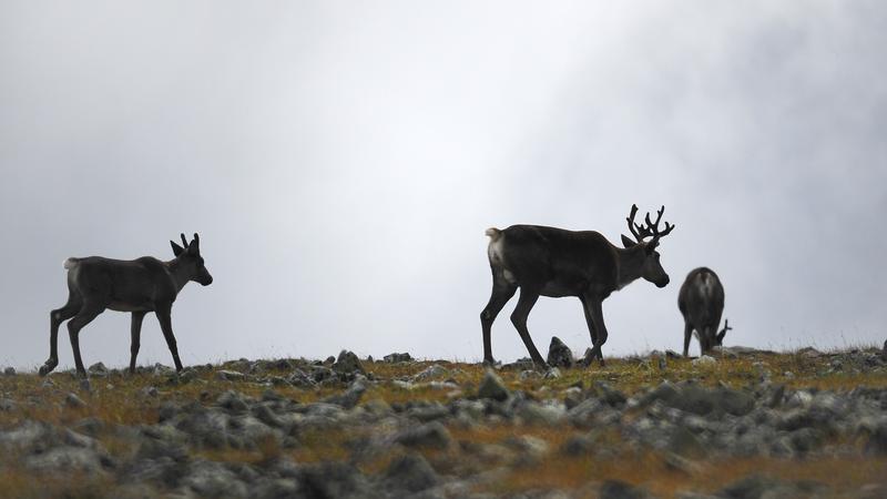 Parue dans : Mont Jacques-Cartier