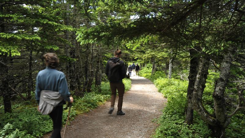 Parue dans : Skyline Trail ( Île du Cap Breton )