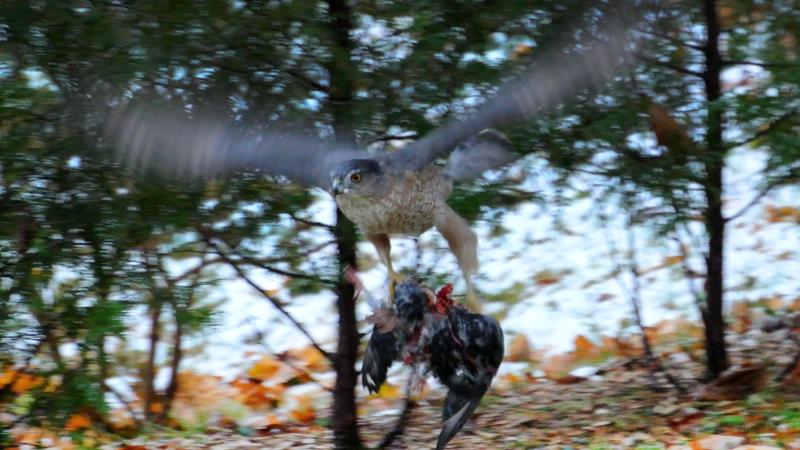 Parue dans : Oiseaux du Québec