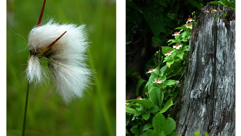 Parue dans : Mont Ernest-Laforce