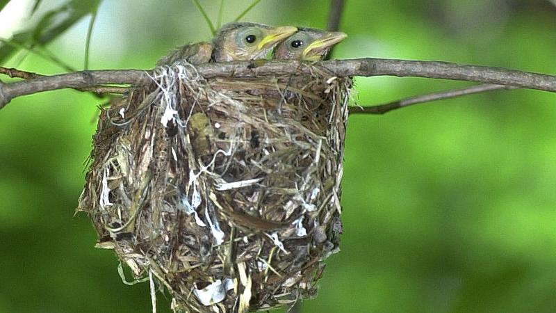 Parue dans : Oiseaux du Québec