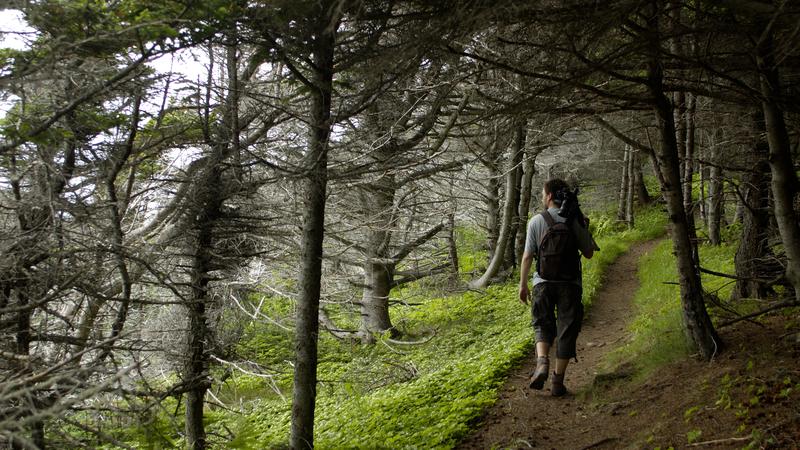 Parue dans : Terre Neuve deuxième voyage