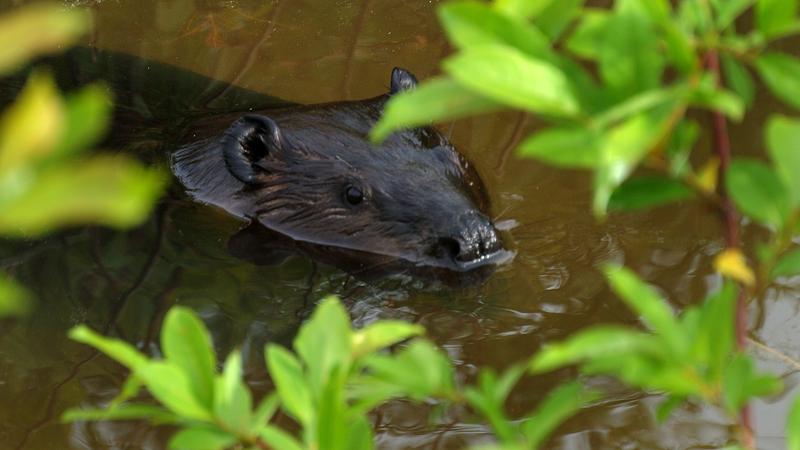 Parue dans : Lac Saint-Jean