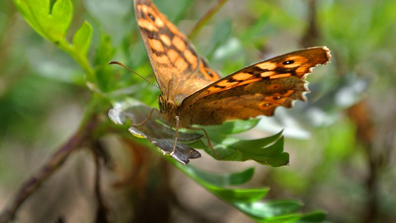 Parue dans : Lisbonne : jardins, parcs et églises