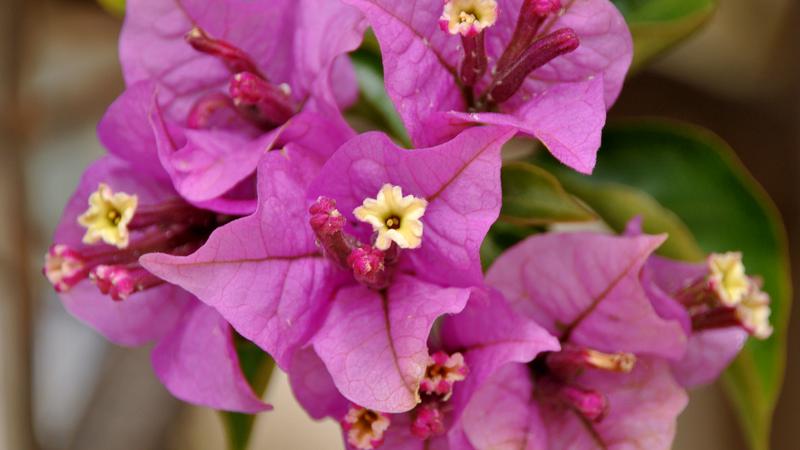 Parue dans : Un jardin fleuri