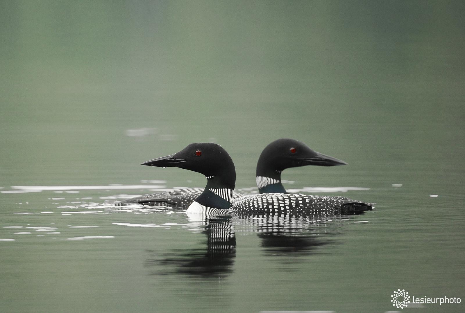 Parc National Des Grands-jardins - Secteur Thomas-fortin