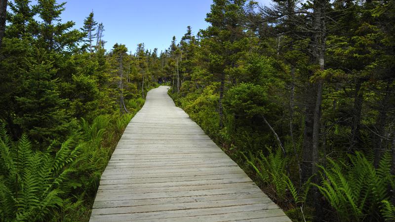 Parue dans : Skyline Trail ( Île du Cap Breton )