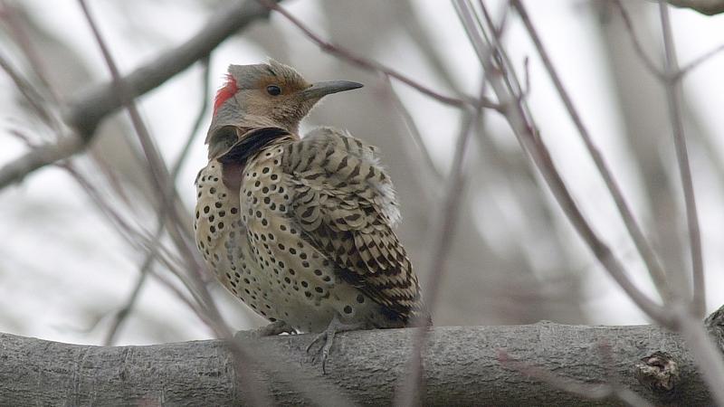 Parue dans : Oiseaux du Québec