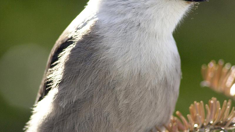 Parue dans : Oiseaux du Québec