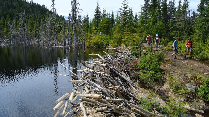 Parue dans : Parc national de la Jacques-Cartier