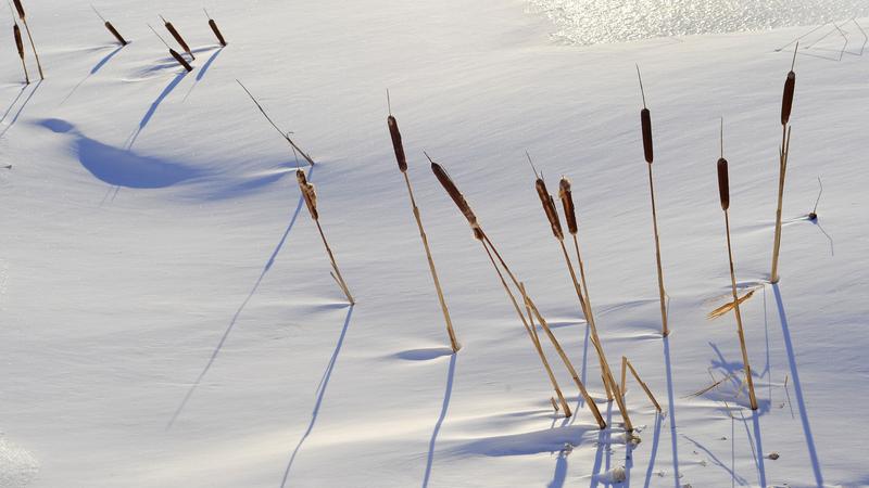 Parue dans : Nature hivernale