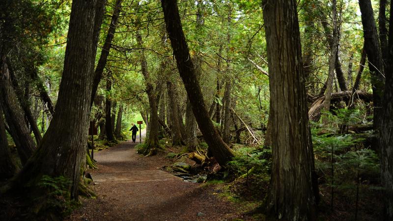 Parue dans : Parc national de la Gaspésie
